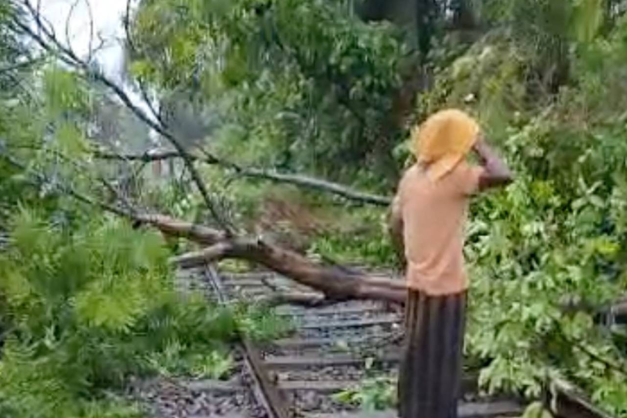 ගසක් කඩා වැටීම හේතුවෙන් දුම්රිය ගමනාගමනයට බාධා