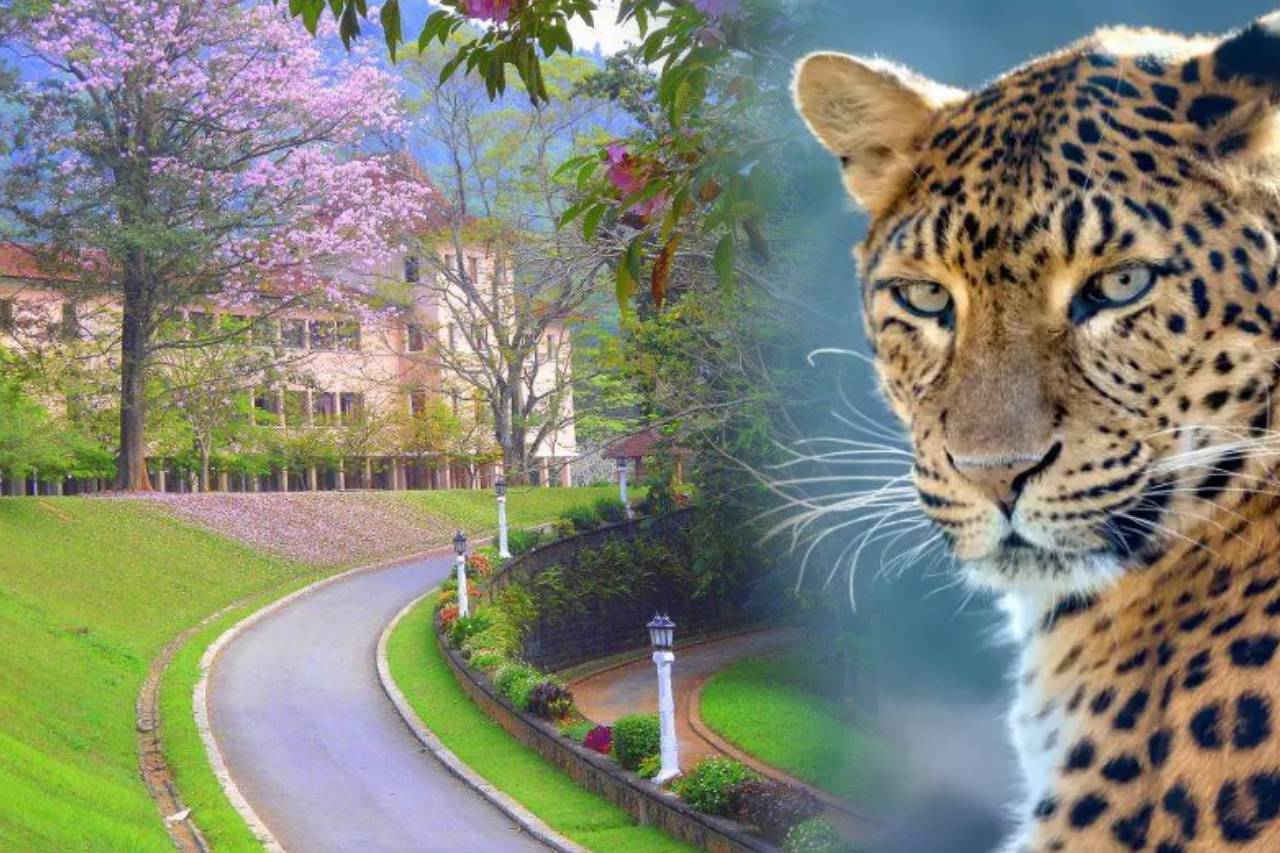 පේරාදෙණිය විශ්ව විද්යාලයට දිවියන් පැමිණීම නිසා ආරක්ෂක නිවේදනයක් නිකුත් කරයි