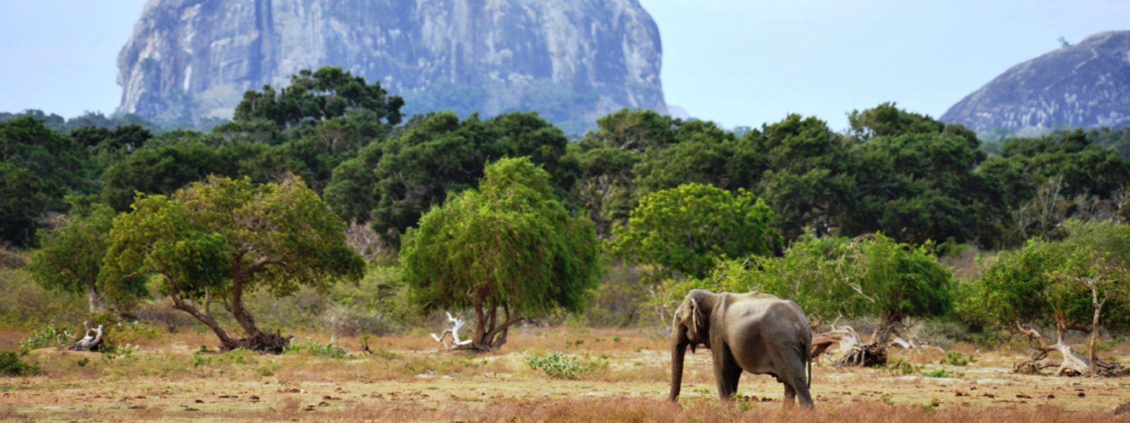 වන සතුන්ගේ පිපාසය නිවන්න බවුසර්වලින් ජලය