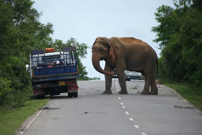 කතරගම – බුත්තල පාරේ වනඅලින්ට කෑම දෙන රියදුරන්ට වැඩ වරදියි