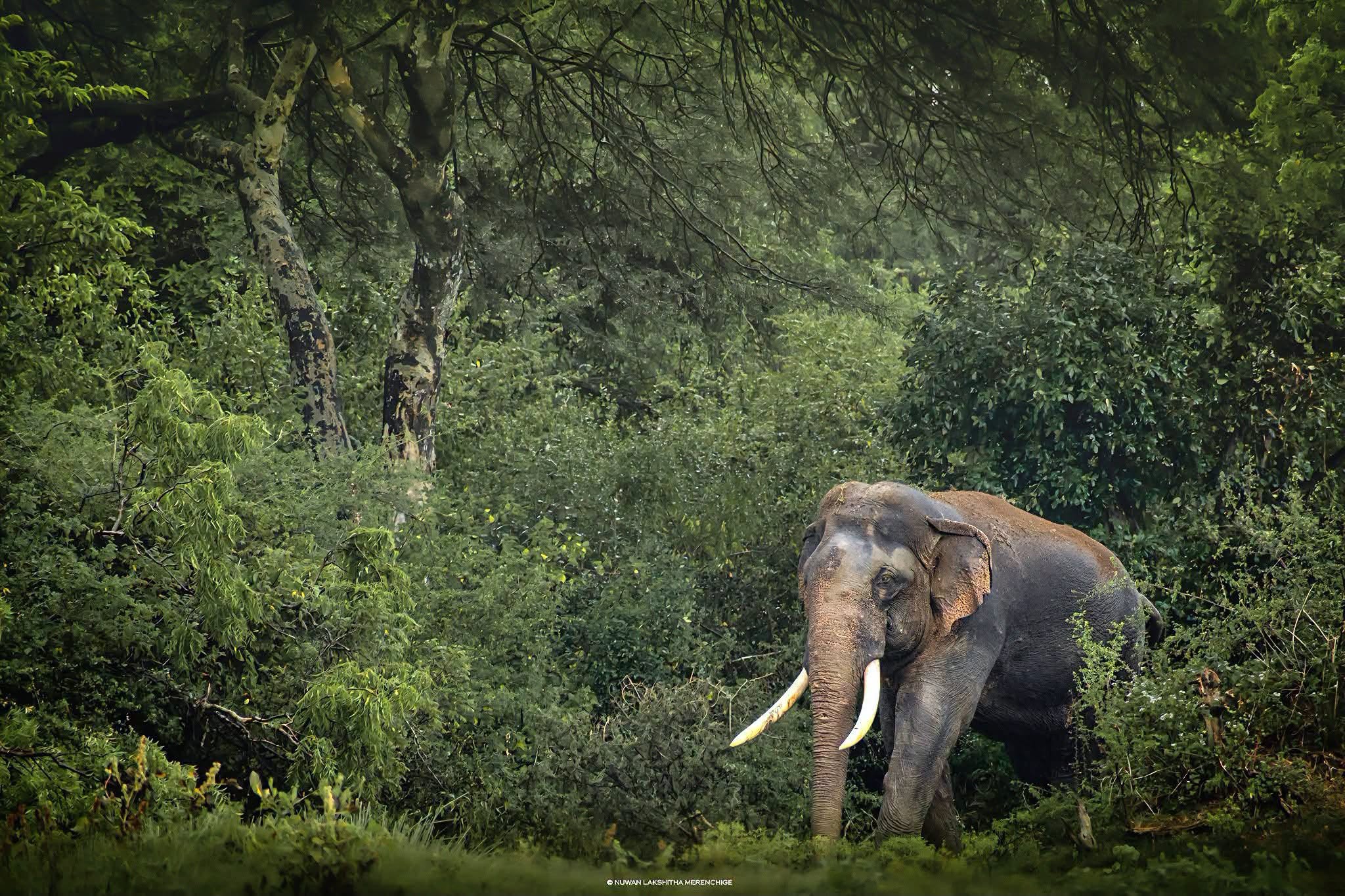 මෙරට උසම සහ දැවැන්තම හස්තිරාජයා වූ ‘කාවන්තිස්ස’ මියයයි