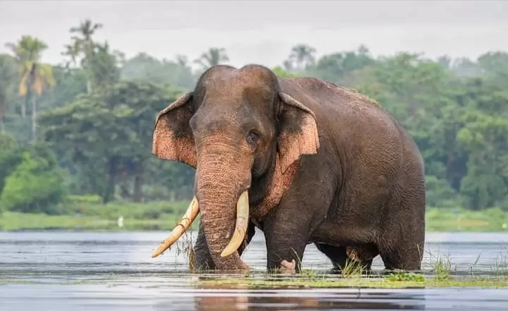 කාවන්තිස්ස ඇතාගේ මරණය සෙවීමේ ජනාධිපති විශේෂඥ කමිටුව අද රැස්වෙයි
