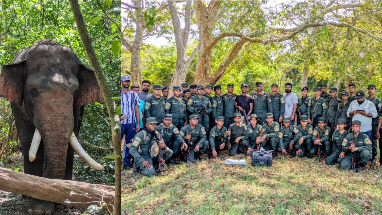 අග්බෝ ඇතා නිරුපද්‍රිතව සොයාගැනෙයි